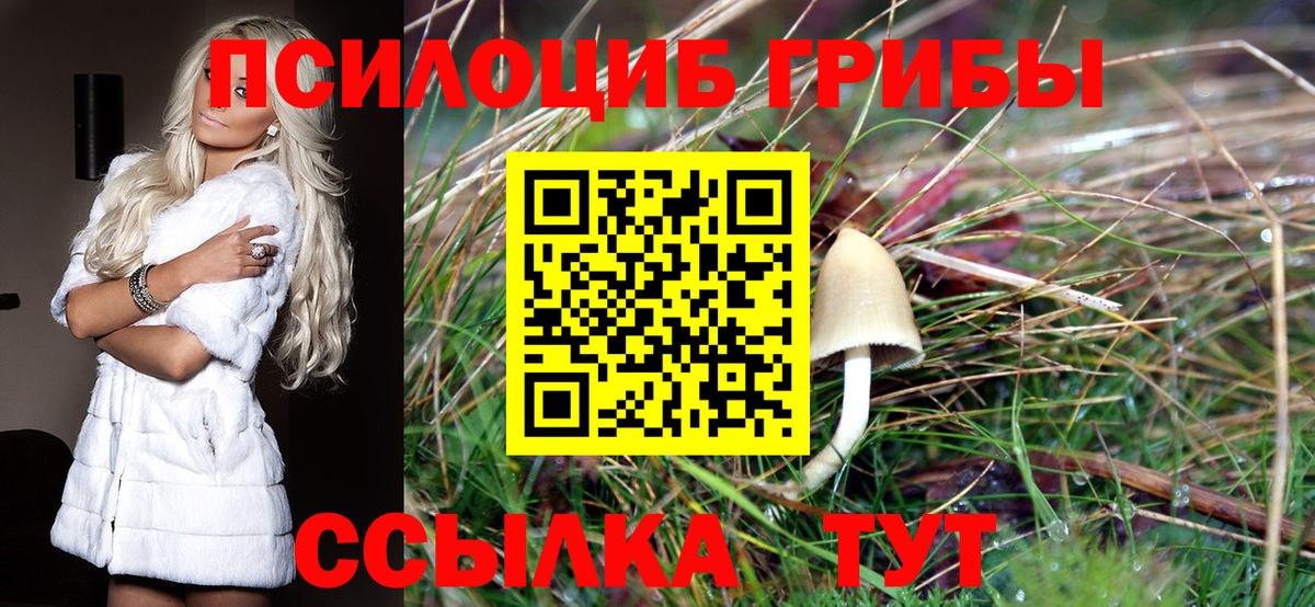 Галлюциногенные грибы Psilocybe Кисловодск